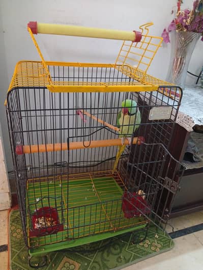 parrot