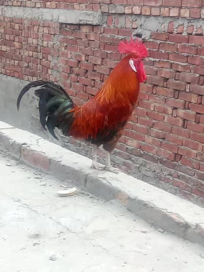 Pure daisy murga ghr ka