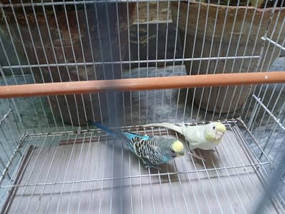 red eyes budgies breeder pair available 0/3/2/1/4/9/4/6/8/4/4
