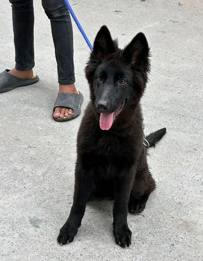 German Shepherd Puppy 03272663269 Whatsapp