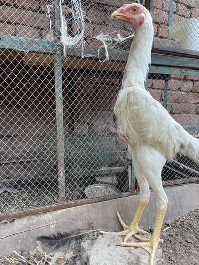 Shamo male 0.3066049589