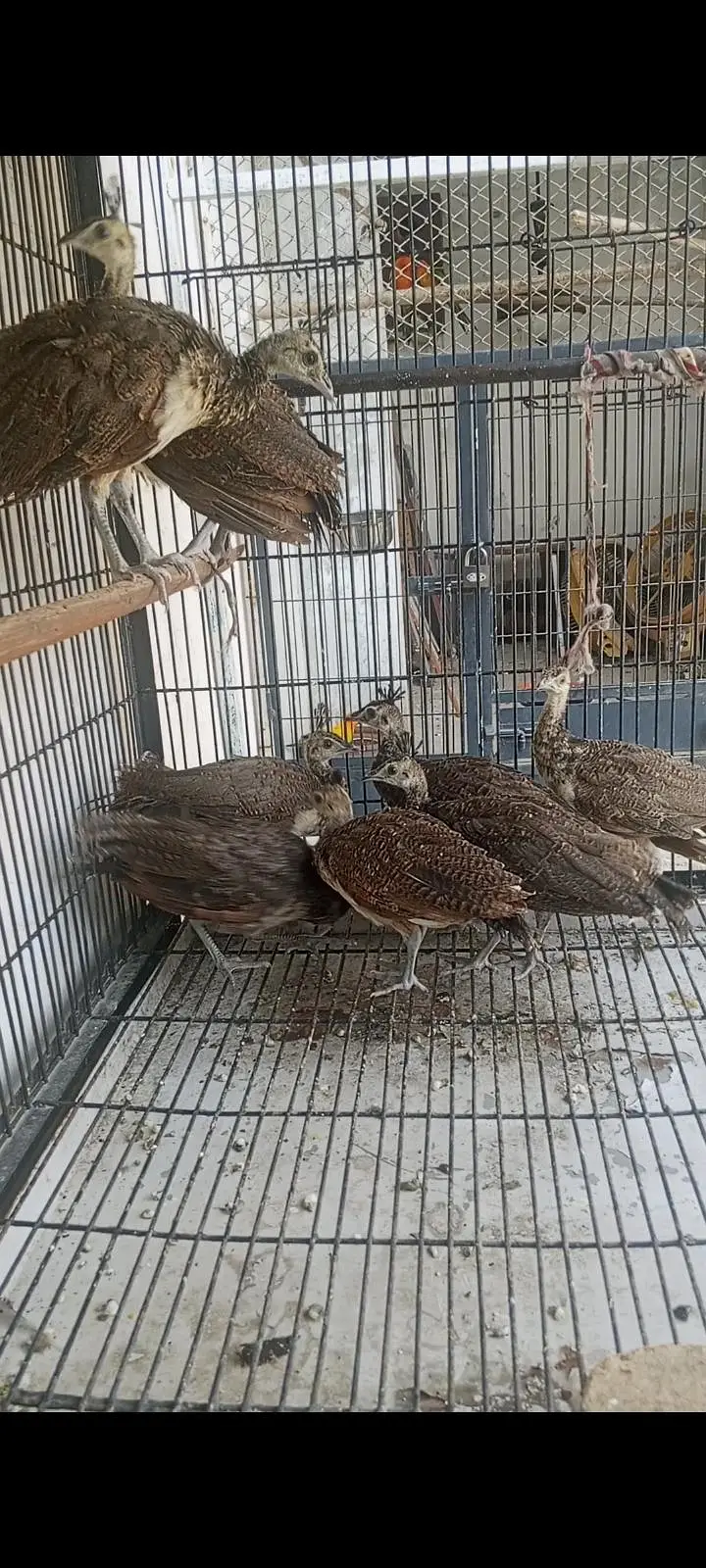 pecock  chiks — photo 2