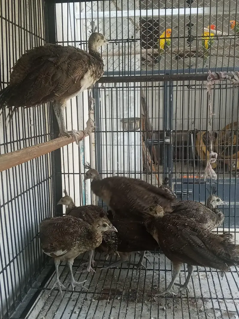 pecock  chiks — photo 3