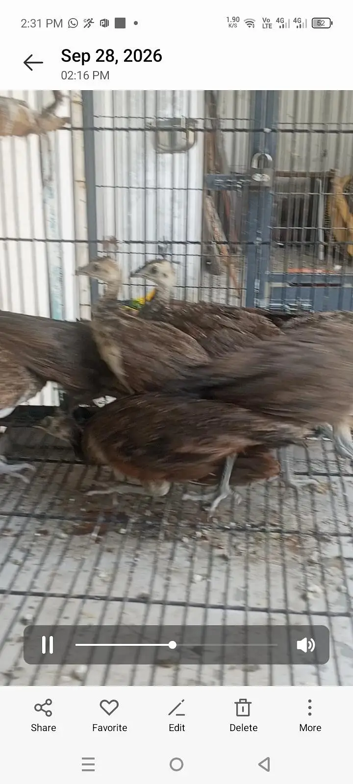 pecock  chiks — photo 4