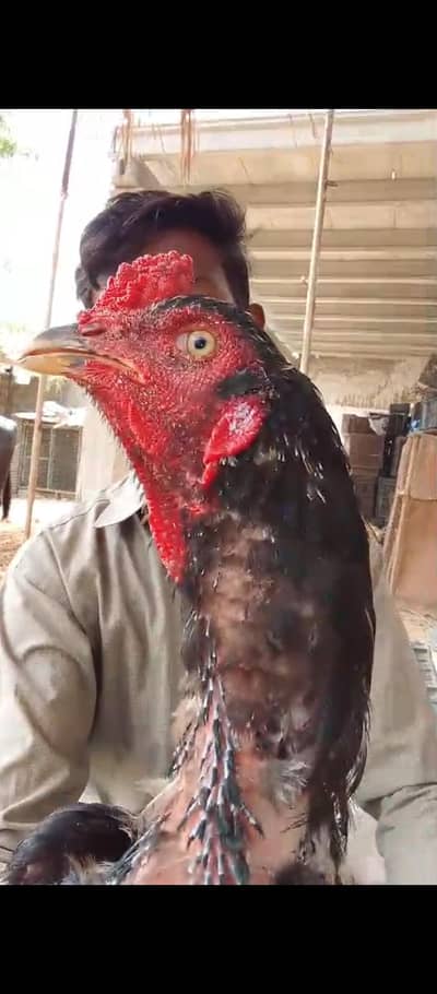 ASEEL mazboot  jawa
