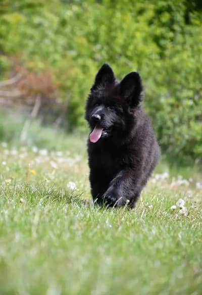 German Shepherd Puppy 03272663269 Whatsapp
