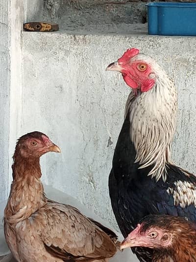 Jawa Aseel male and females