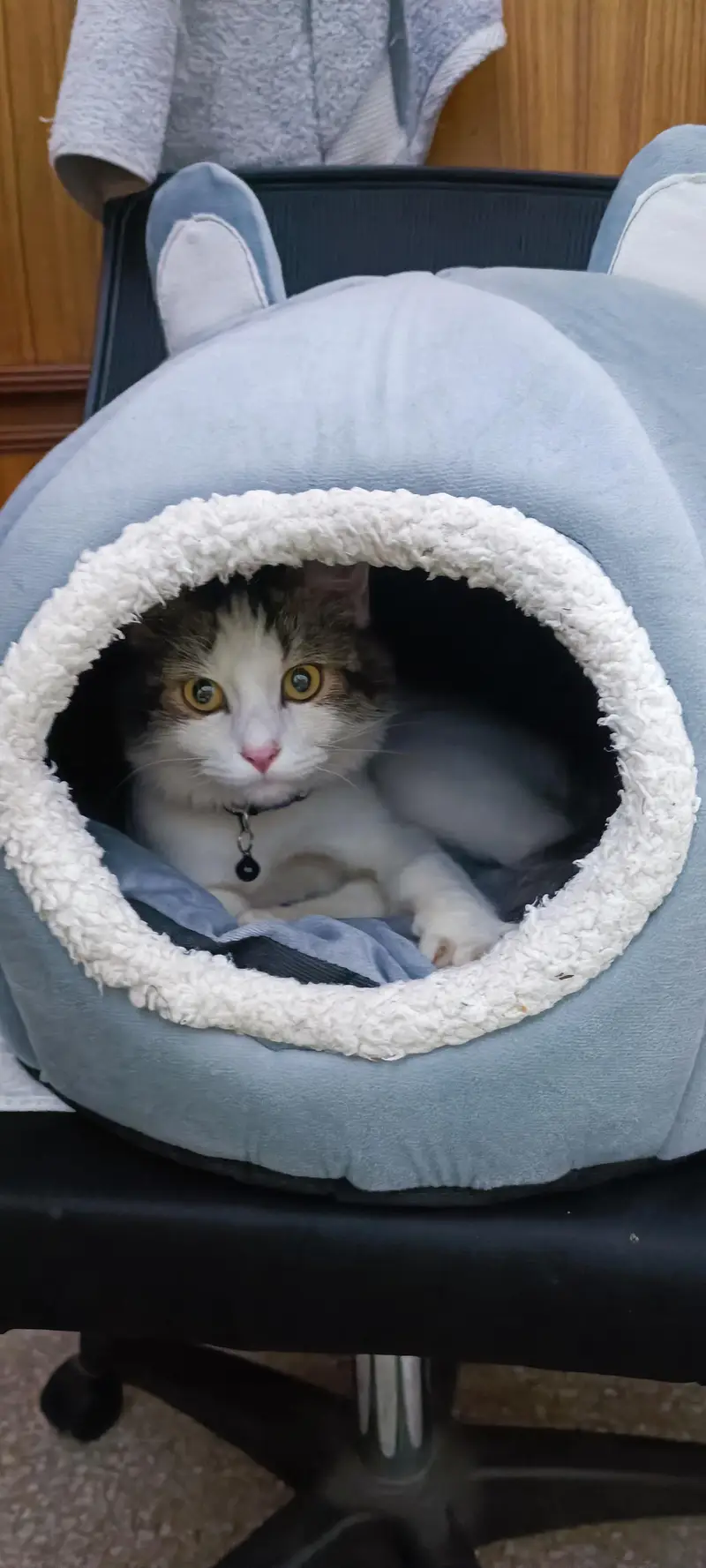 Cat House {a couple of times used only} — photo 2