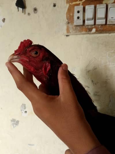 aseel hen for sale