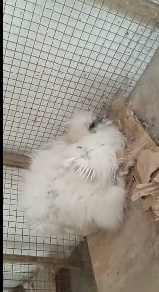 Golden Buff and Silkie Female