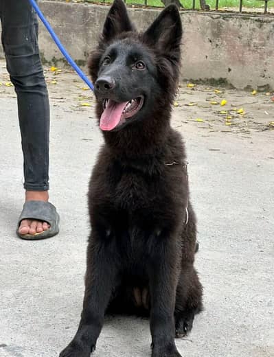 German Shepherd Puppy 03272663269 Whatsapp