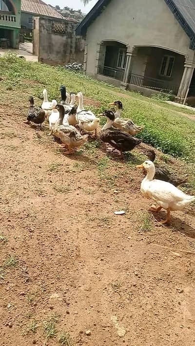 Muscovy big size ducks urgent sale egg laying