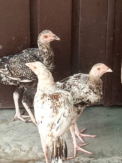 Aseel Males and females