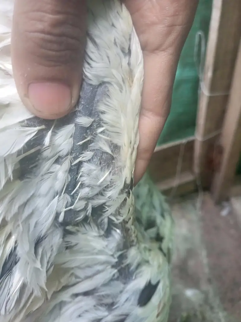 ice blue dragons full black skin top quality — photo 4