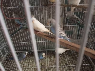 Budgies possible splits black face looking for new shelter