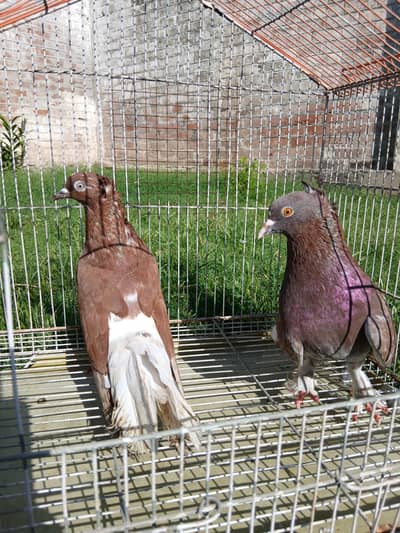 Lucky pigeon