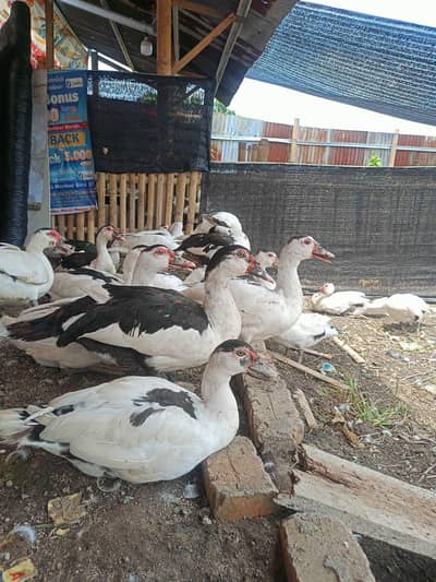 egg laying White Muscovy other margabi ducks urgent sale