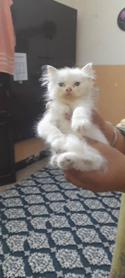 tripple cotted doll face with odd eyes