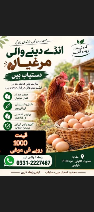 دیسی مرغیوں کے لیے رابطہ کریں 03124922249
