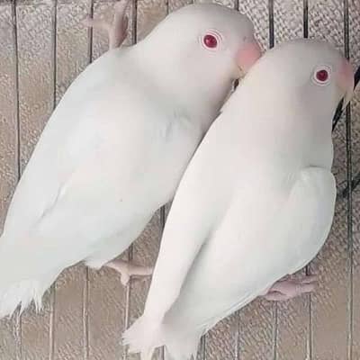 white albino love brid ha pair and a bhaie deyrha ha bilkul saie ha f