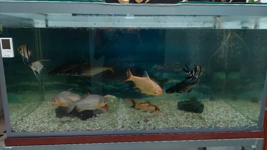 High quality well kept fishes