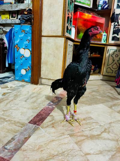 Shamo