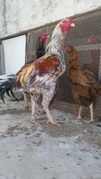 Aseel pairs and aseel chiks