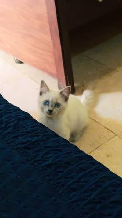 Persian male cat for sale urgent
