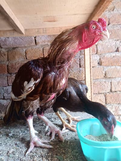 Aseel Mianwali Zero Size Peela Zehreela