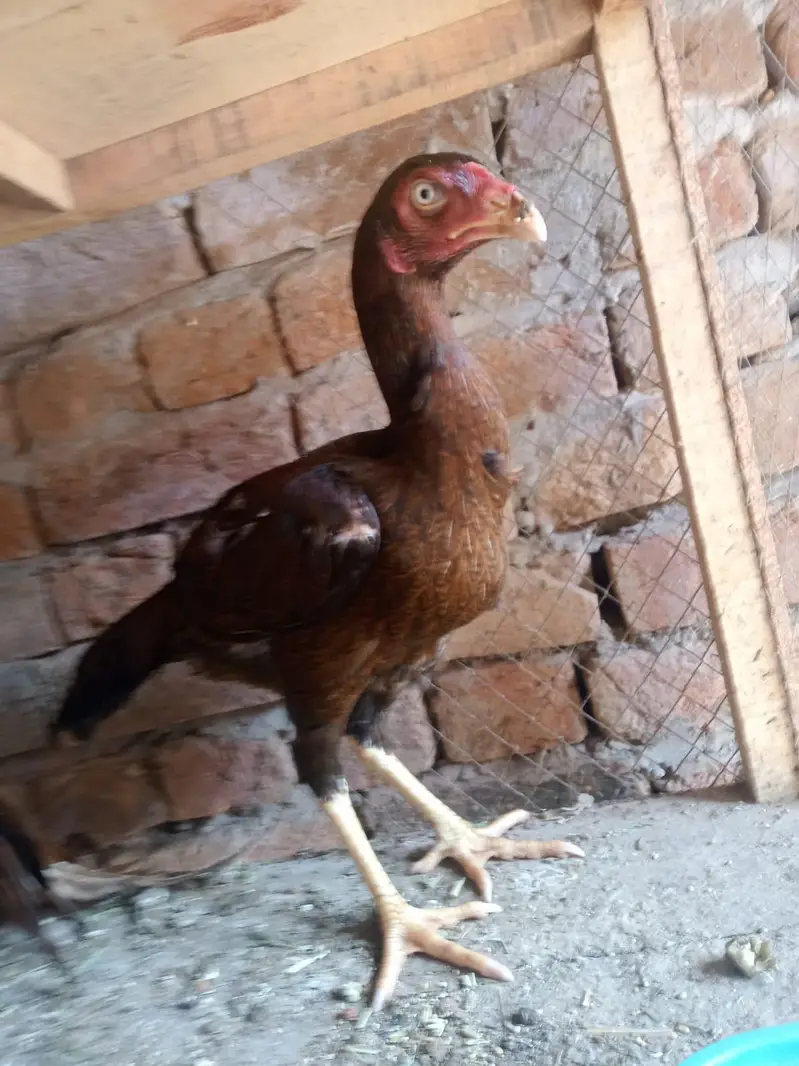Aseel Mianwali Zero Size Peela Zehreela — photo 2