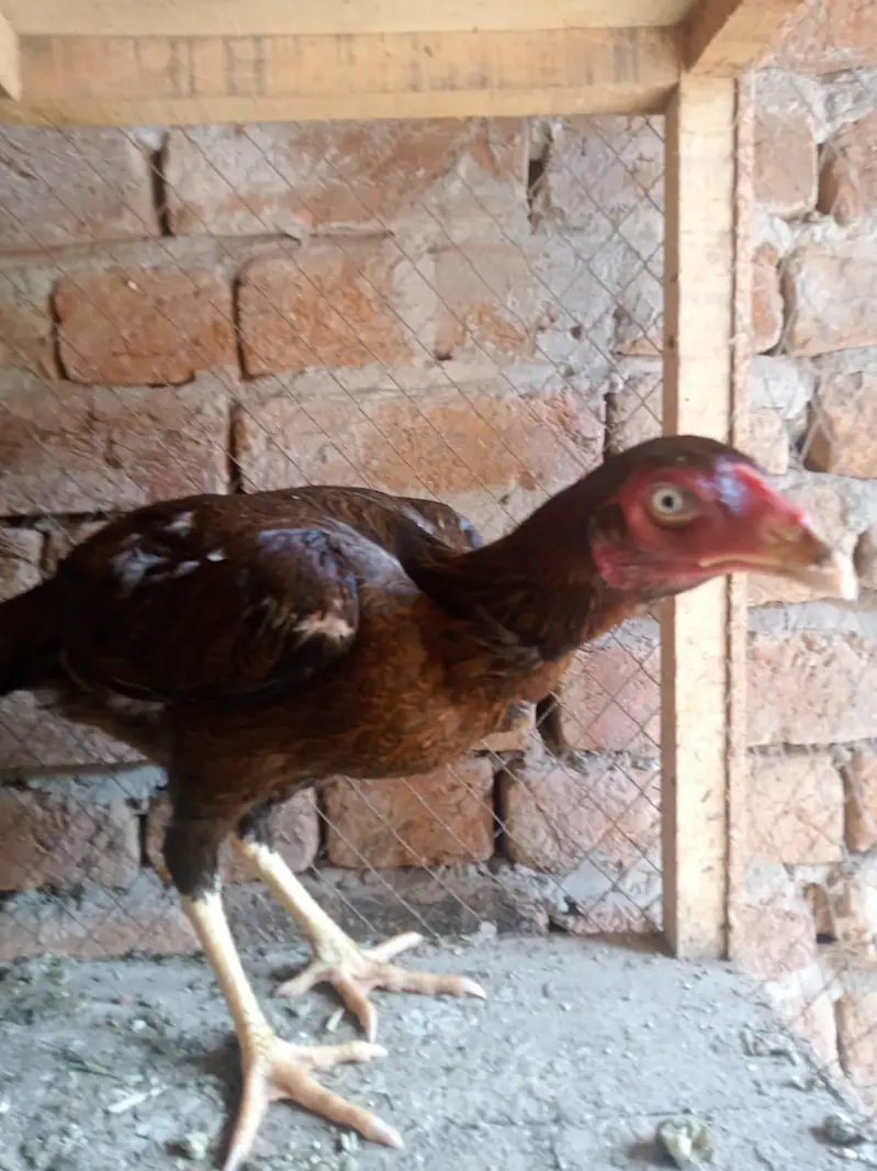 Aseel Mianwali Zero Size Peela Zehreela — photo 4