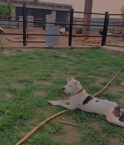 American Pitbull Female