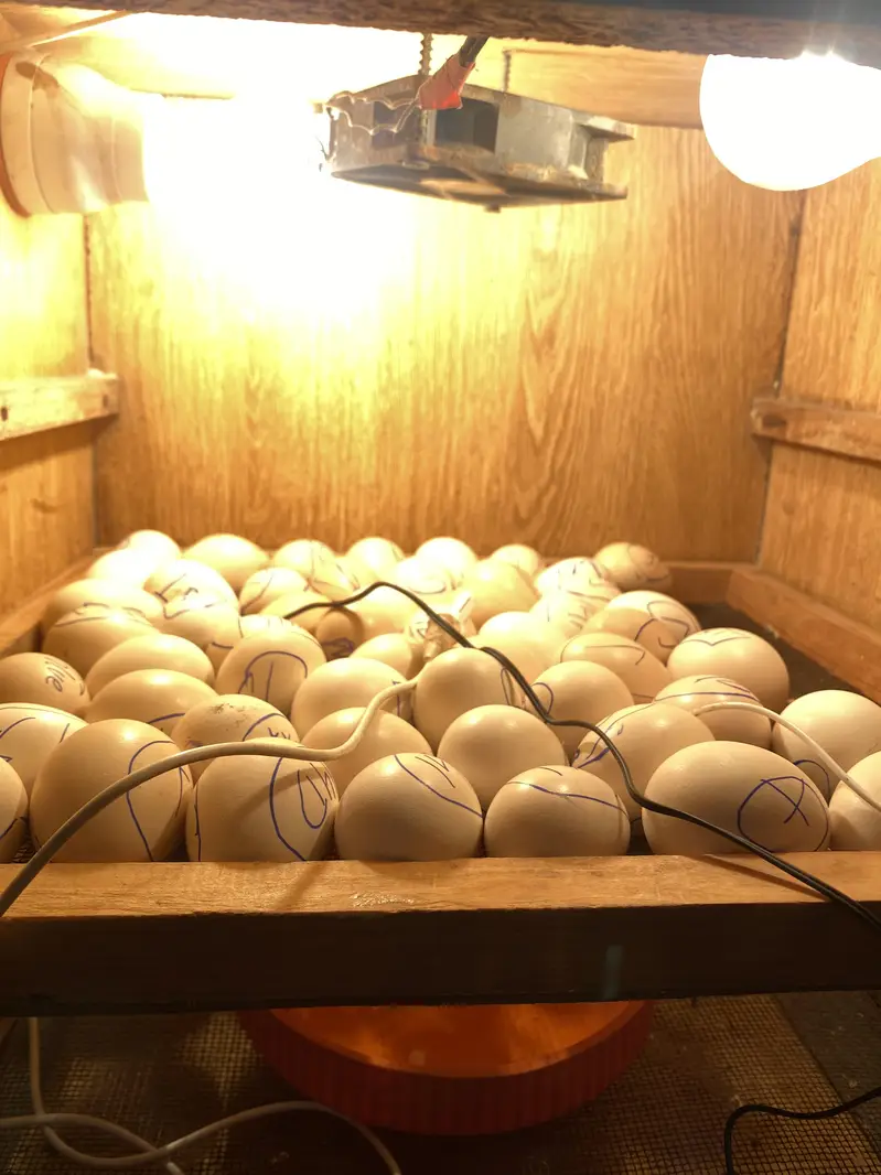 Incubator best result — photo 4