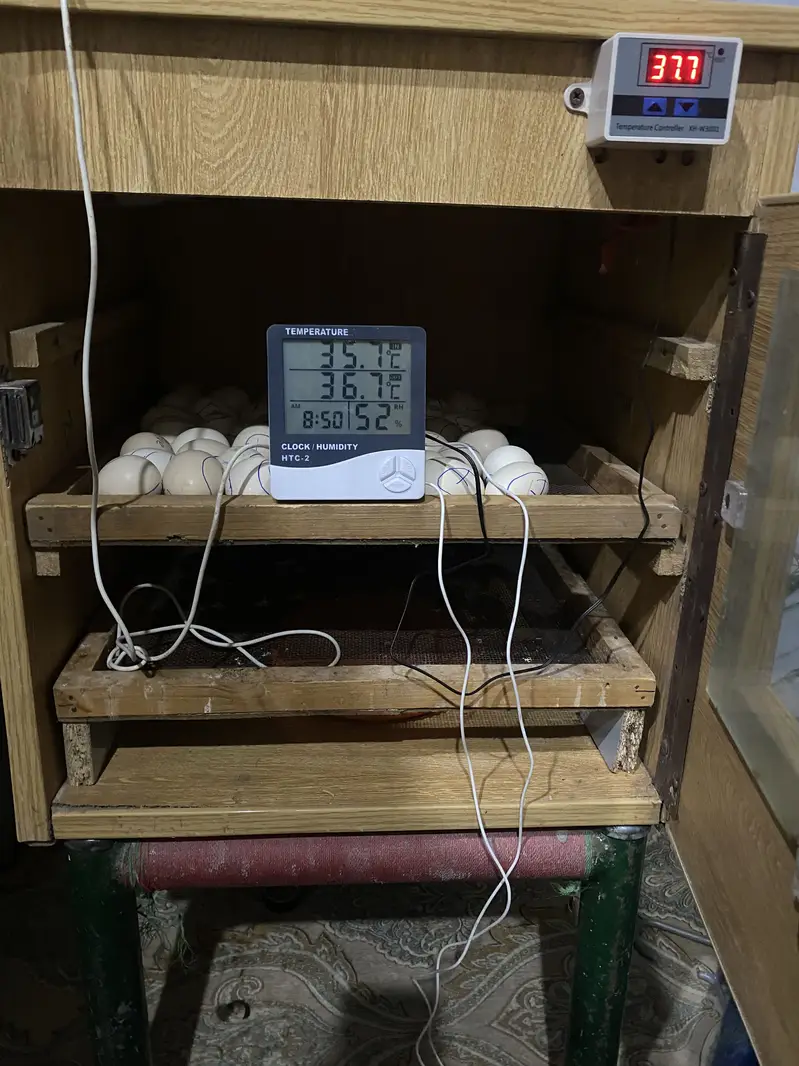 Incubator best result — photo 5
