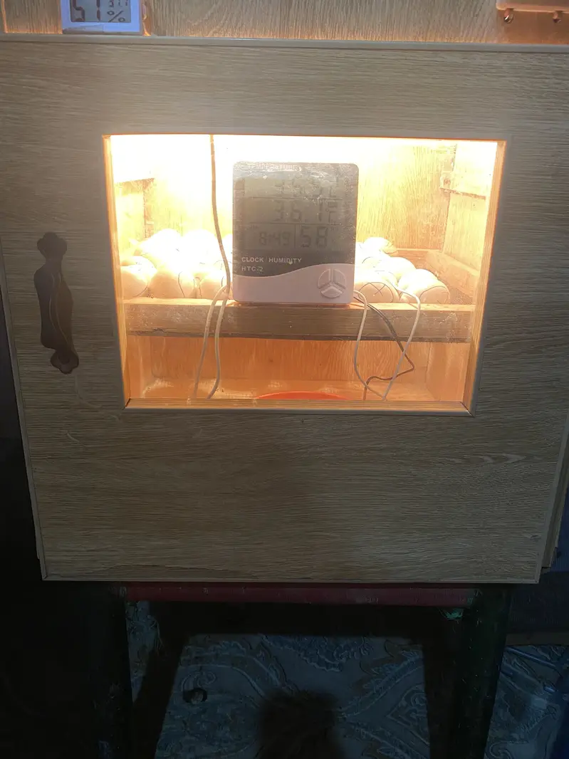 Incubator best result — photo 6