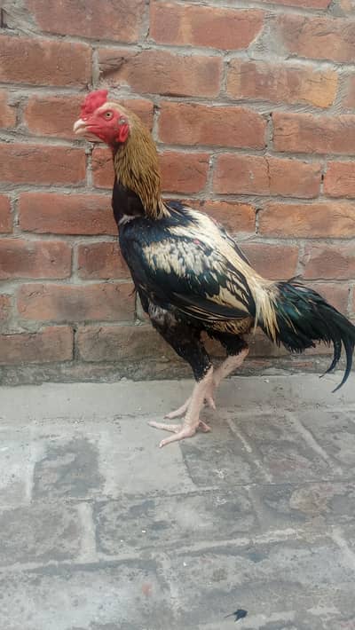 selling cock