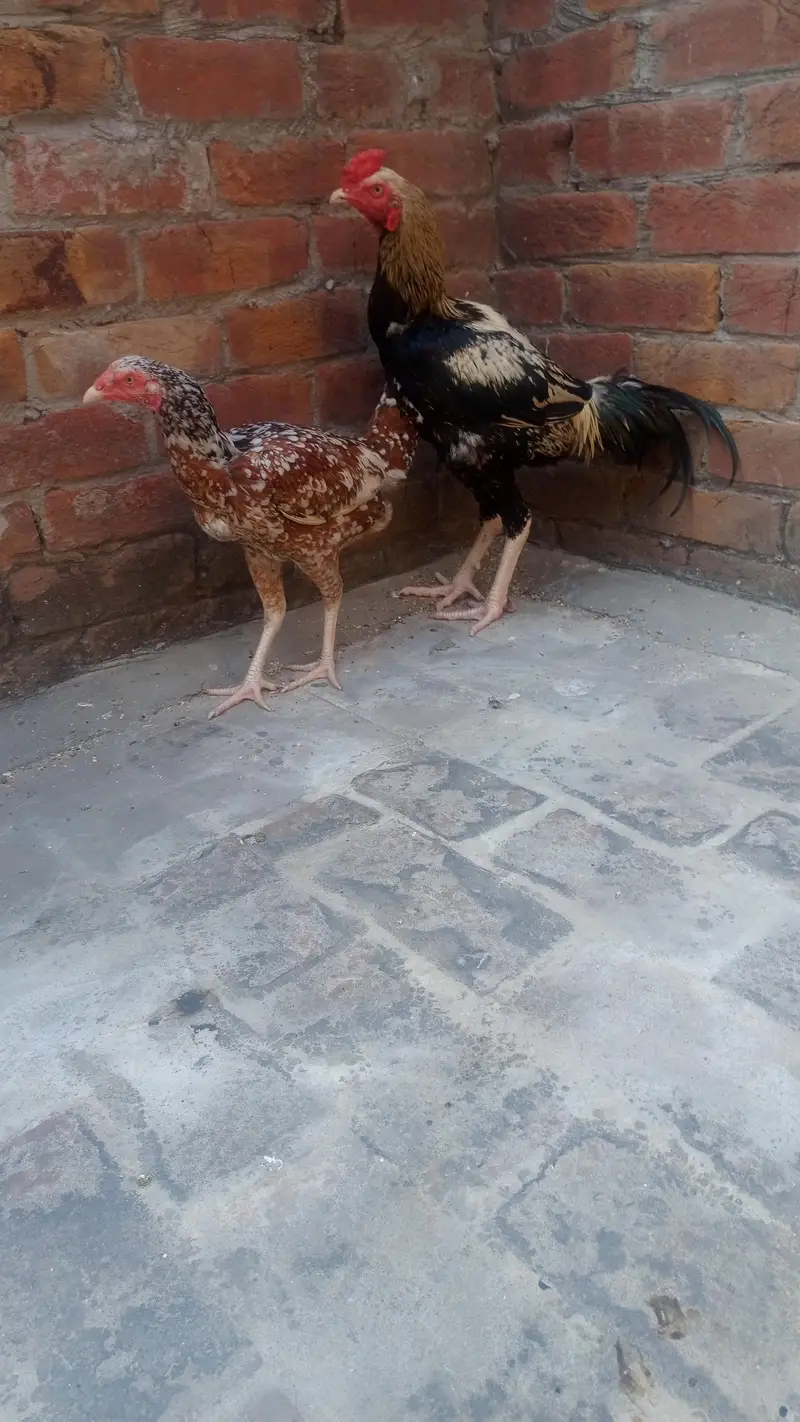 selling cock — photo 2