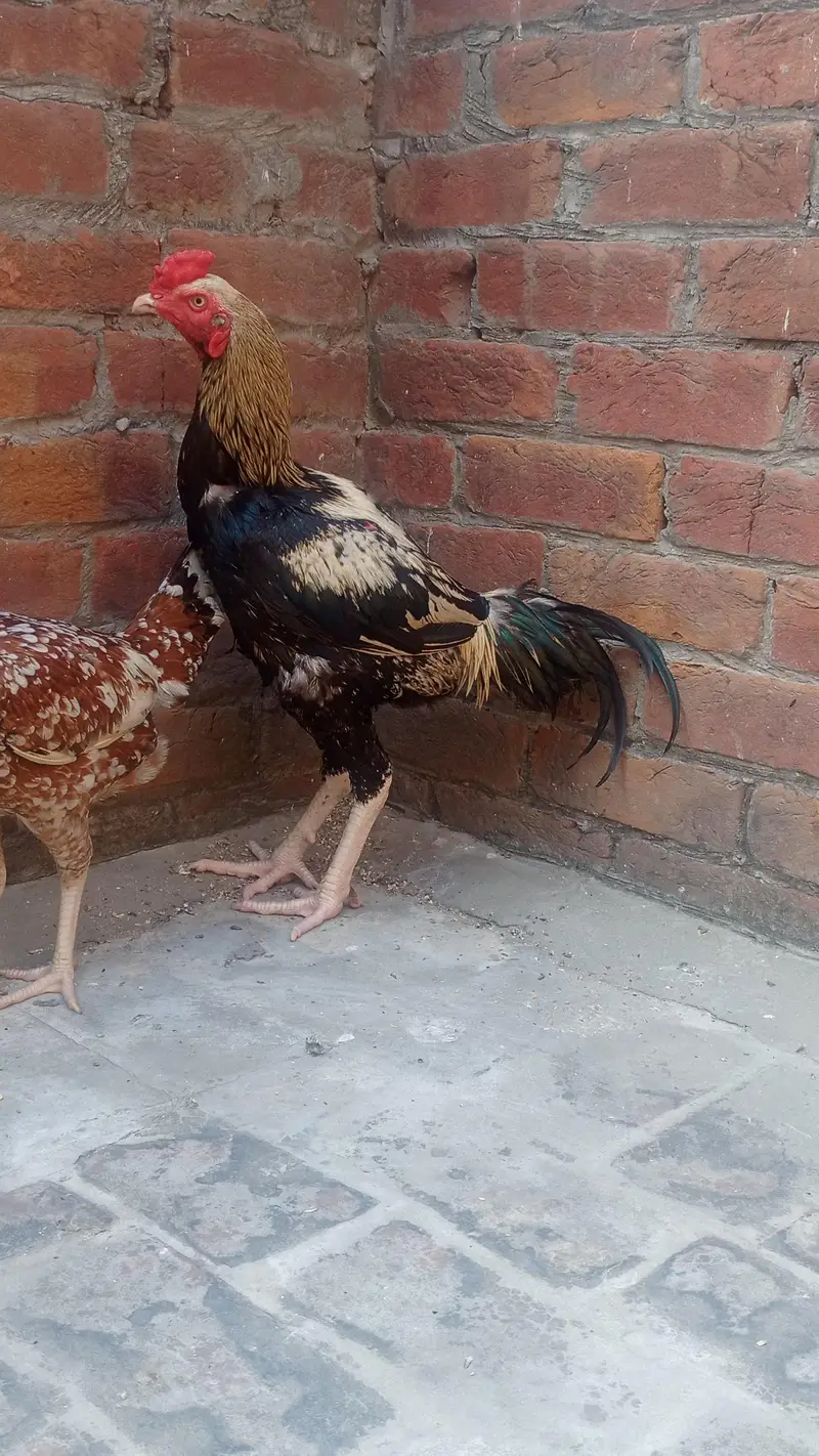 selling cock — photo 3