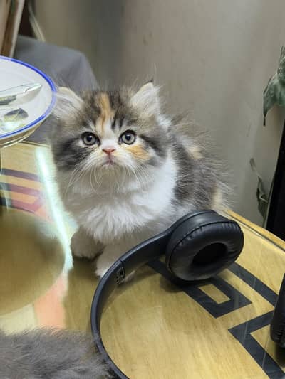 Quality kittens