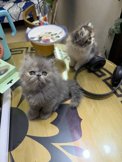 Quality kittens