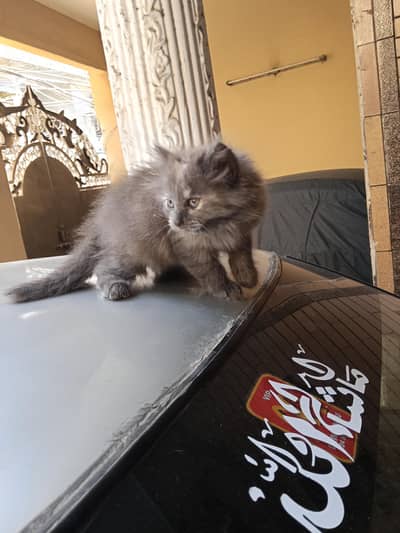 Gray Persian Cat#Full coatted #Punch face