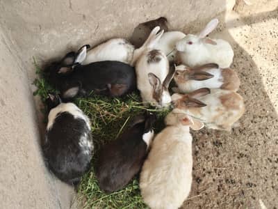 10 Rabbits
