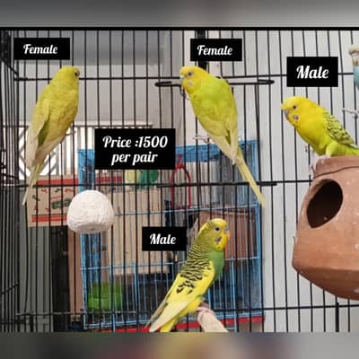 love birds and Buggies pairs for sale