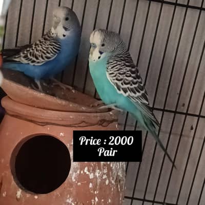 love birds and Buggies pairs for sale