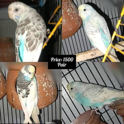 love birds and Buggies pairs for sale