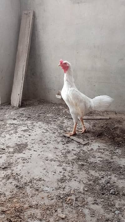 heera aseel murga hera patha