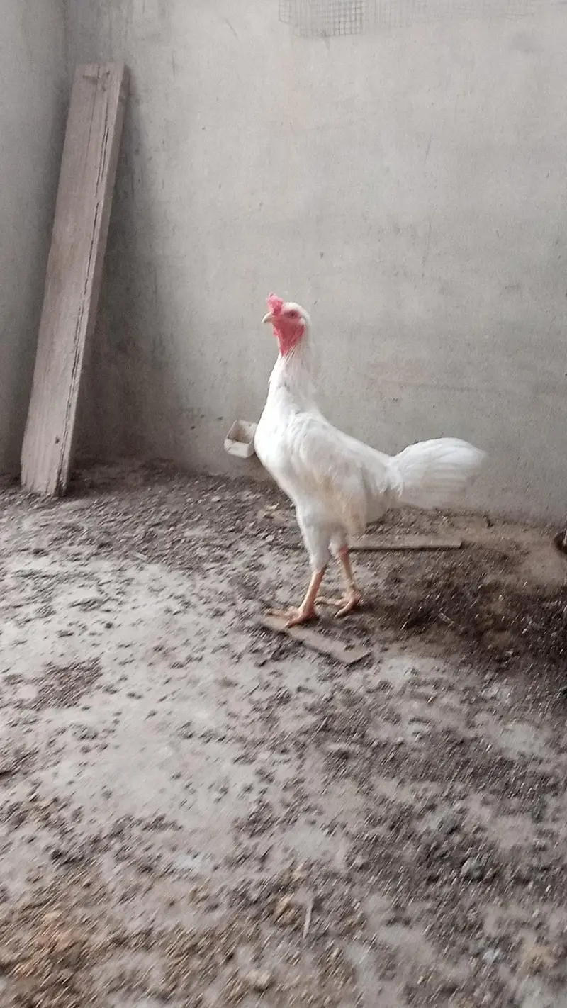 heera aseel murga hera patha — photo 2