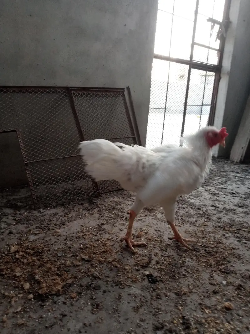 heera aseel murga hera patha — photo 3
