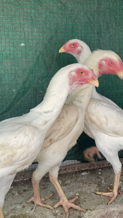 PURE SHAMO ASEEL FEMALES
