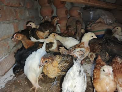 Chick's Goldenmisri